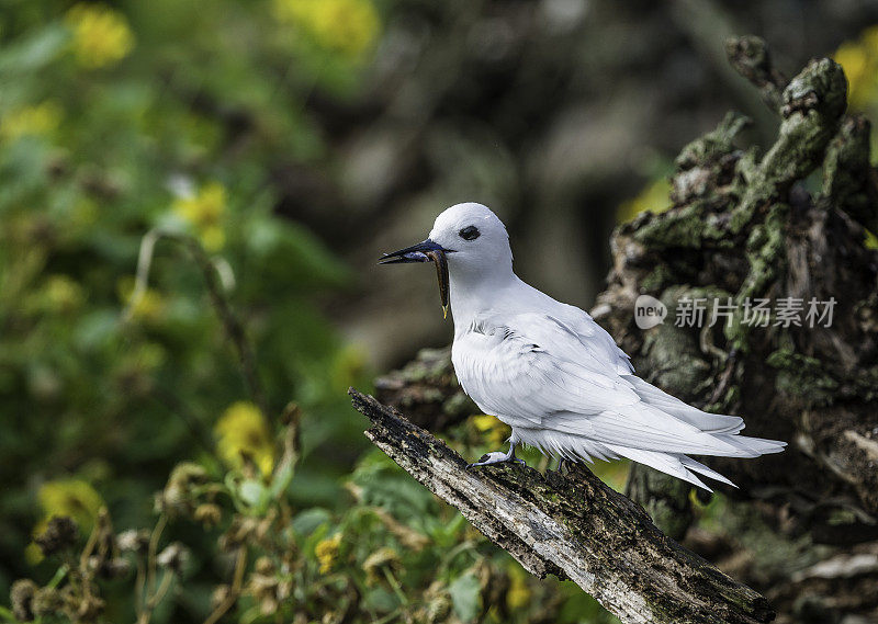 白燕鸥(Gygis alba)是一种小型海鸟，发现横跨热带海洋的世界。这个物种的其他名字包括天使燕鸥和白Noddy。Papahānaumokuākea海洋国家纪念碑，中途岛，中途岛环礁，夏威夷群岛。与